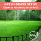 Grass Seeds for Lawn and Golf Course