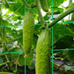 A-Frame Garden Trellis for Climbing Plants